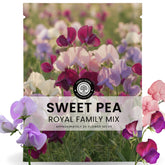 FAMILY SOWN Sweet Pea Royal Family Mix bloom adds vibrant garden color