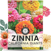 Family Sown Zinnia California Giants seeds for sunny borders and vibrant summer bouquets.