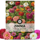 Family Sown Zinnia Crazy Blend seeds pack for vibrant borders.