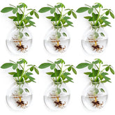 Fashionstorm wall planter 6-pack glass for a sleek indoor garden display