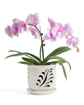 Fayoula ceramic orchid pot with holes design supports drainage and airflow.
