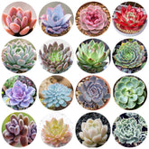 Ficoszo 500pcs mix rare succulent seeds packaging, perfect for diverse bonsai and ornamental projects.