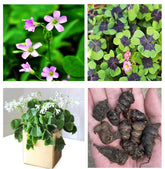 Ficoszo Green Shamrock Bulbs pack ready for planting, adding color to indoor spaces.