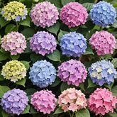 Ficoszo hydrangea seeds mix offer vibrant blooms in sunny, well-drained soil.