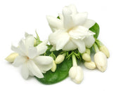 Ficoszo Jasmine seeds 50pcs pack ready for easy planting and fragrant blooms.