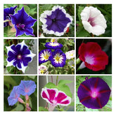Ficoszo Morning Glory seeds pack ready for planting with vibrant colors