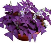 Ficoszo Purple Shamrocks bulbs showcase vivid purple leaves for a striking year-round garden focal point.