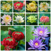 Ficoszo bonsai lotus seeds mixed for decorative water bowl planting.