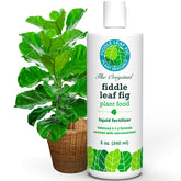 Fiddle Leaf Fig Plant Food bottle for balanced nutrition and easy feeding.