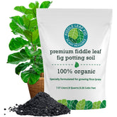 Fiddle Leaf Fig Plant Food 7.5L bag shows airy, nutrient-rich soil mix for healthy roots