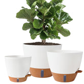 Fielda self-watering pot with water level window for monitoring hydration