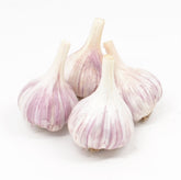 Fresh Garlic Chesnok Red four-pack bulbs, ideal for fall planting and long storage.