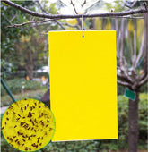 FULLSEXY dual-sided yellow sticky trap used on plants indoors and outdoors for pest monitoring