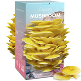 Fungiworks Golden Oyster Kit front view for indoor growing of gourmet mushrooms