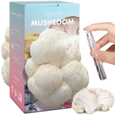 Fungiworks Lions Mane kit front view for home cultivation