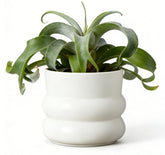 FUYHE donut-style ceramic pot enhances modern decor for stylish indoor spaces.