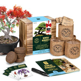 Garden Republic Bonsai Kit seeds varieties: learn multiple mini bonsai options for budding gardeners.