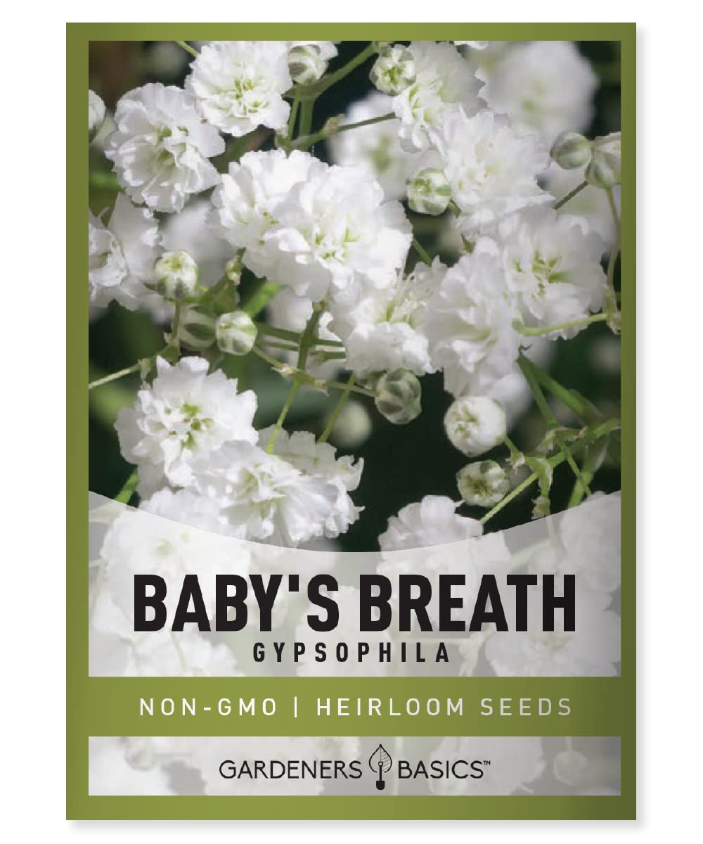 Gardeners Basics Baby's Breath seeds pack open-pollinated Gypsophila for bright summer bouquets
