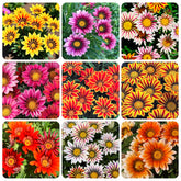 Gazania rigens seeds bloom in sunny borders with bright color.