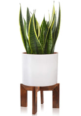 Gendral Forwepup wood plant stand top view highlights sturdy base for diverse pot sizes