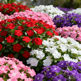 Generic 1000+ perennial vinca seeds in a mixed-color pack for vibrant ground cover