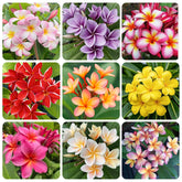 Generic 15pcs mix plumeria rubra seeds in a seed packet for home garden display.
