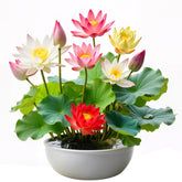 Generic 160pcs mixed lotus seeds for water planting showcase vibrant blooms.