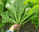 Generic 2000 Organic Mustard Green Seeds seed packet for easy home gardening.