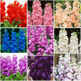 Generic 290+ Mix Matthiola Stock Seeds seed packet for easy home planting