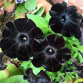 Generic 300+ Black Petunia seeds bloom in sunlit beds for a dramatic focal point.