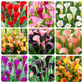 Generic Calla Lily Seeds Mix for home garden, ideal for borders and dramatic edges.