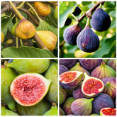 Generic 320Pcs Mix Fig Seeds Pack ready for planting in home gardens.