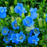 Generic 5000 Campanula seeds deliver blue bellflowers for vibrant borders.