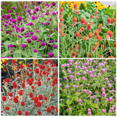 Generic 50pcs globe amaranth mix seeds front pack for easy garden planting and color