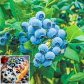 Generic 520+ blueberry seeds for planting start a home harvest.