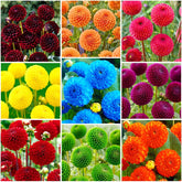 Generic 520-plus mix dahlia pompon blooms ideal for bouquet displays and long-lasting vase life.