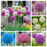 Generic Allium giganteum sphere flower head adds a striking garden focal point.