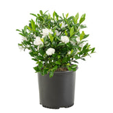 Generic August Beauty Gardenia buds signaling upcoming fragrant blossoms