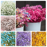 Generic Baby's Breath seeds in mixed colors for bouquet filler and garden accents.