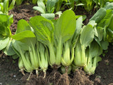 Generic bok choy seeds packet for easy home gardening