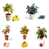 Generic Bonsai Fruit Seeds kit packaging shown for convenient home gardening setup.