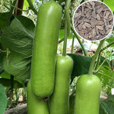 Generic Bottle Gourd seeds pack in front view for easy, heirloom gardening.