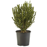 Generic Boxwood Wintergreen 1-Gallon plant for hedges or borders