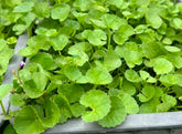 Generic Centella seeds pack ready for easy home gardening