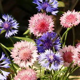 Generic chrysanthemum seeds packet showing spherical blooms for vibrant borders.