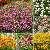 Generic Coreopsis Plains wildflower seeds pack for easy, vibrant meadow displays