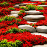 Generic creeping thyme seeds forming a dense groundcover with weed suppression potential.