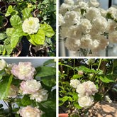 Generic double-jasmine-seeds-pack-400-viable seeds ready for rapid vertical growth and privacy.