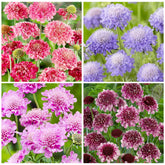Generic 220+ Dwarf Double Scabiosa pincushion bloom in a sunny border adds texture.