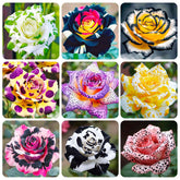 Generic exotic rose seeds packaging enhances curb appeal for outdoor spaces.